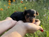 Drew, a male Yorkshire Terrier for sale in Bonne Terre, MO – 5 of 8