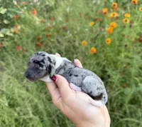 AKC Jolene , a female Miniature Dachshund for sale in Bonne Terre, MO – 6 of 10