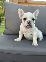 AKC Pearl , a female French Bulldog for sale in Bonne Terre, MO – 8 of 8
