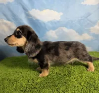 AKC Scout , a male Miniature Dachshund for sale in Bonne Terre, MO – 3 of 10