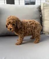 Harper , a female Poodle - Miniature  for sale in Bonne Terre, MO – 3 of 8