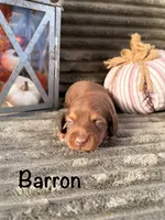 AKC, a male Miniature Dachshund for sale in Bonne Terre, MO – 1 of 6