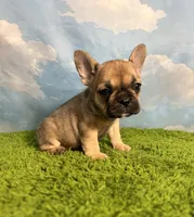 AKC Jolene, a female French Bulldog for sale in Bonne Terre, MO – 8 of 8