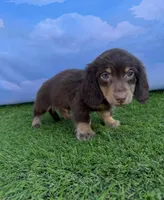 AKC Connor , a male Miniature Dachshund for sale in Bonne Terre, MO – 6 of 10