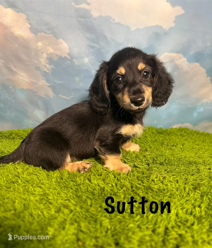 AKC Sutton  – Miniature Dachshund puppy for sale in Bonne Terre, MO