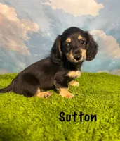 AKC Sutton , a male Miniature Dachshund for sale in Bonne Terre, MO – 8 of 10