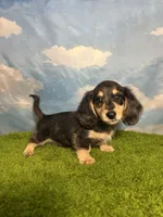 AKC Scout , a male Miniature Dachshund for sale in Bonne Terre, MO – 6 of 10