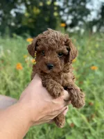 Rocco , a male Poodle - Toy  for sale in Bonne Terre, MO – 5 of 8