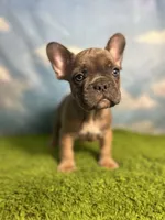 AKC Jax, a male French Bulldog for sale in Bonne Terre, MO – 4 of 9