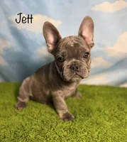 AKC Jett, a male French Bulldog for sale in Bonne Terre, MO – 1 of 10