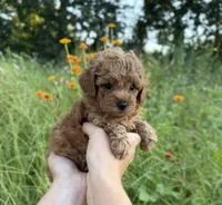 Rosie, a female Poodle - Toy  for sale in Bonne Terre, MO – 7 of 8