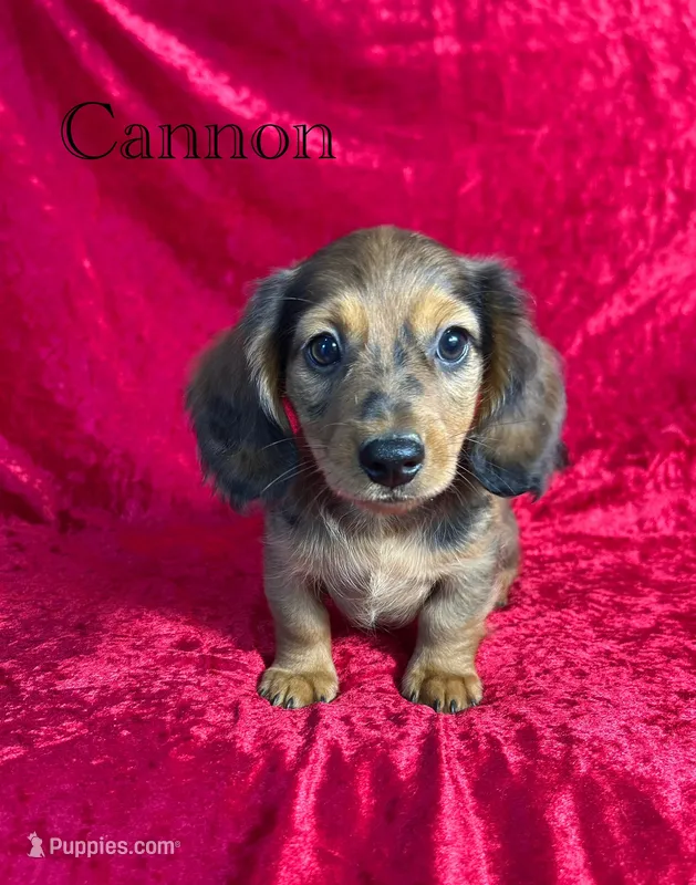 AKC Cannon – Miniature Dachshund puppy for sale in Bonne Terre, MO