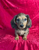 AKC Cannon, a male Miniature Dachshund for sale in Bonne Terre, MO – 1 of 10