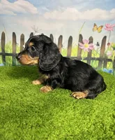AKC Elliot , a male Miniature Dachshund for sale in Bonne Terre, MO – 3 of 10