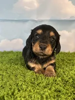 AKC Elliot , a male Miniature Dachshund for sale in Bonne Terre, MO – Photo 4 of 10