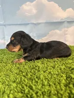 AKC Elliot , a male Miniature Dachshund for sale in Bonne Terre, MO – Photo 5 of 10