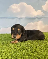 AKC Elliot , a male Miniature Dachshund for sale in Bonne Terre, MO – Photo 3 of 10