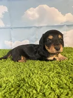 AKC Elliot , a male Miniature Dachshund for sale in Bonne Terre, MO – Photo 8 of 10