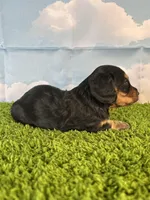 AKC Elliot , a male Miniature Dachshund for sale in Bonne Terre, MO – Photo 2 of 10