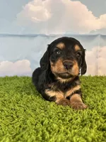 AKC Elliot , a male Miniature Dachshund for sale in Bonne Terre, MO – Photo 6 of 10