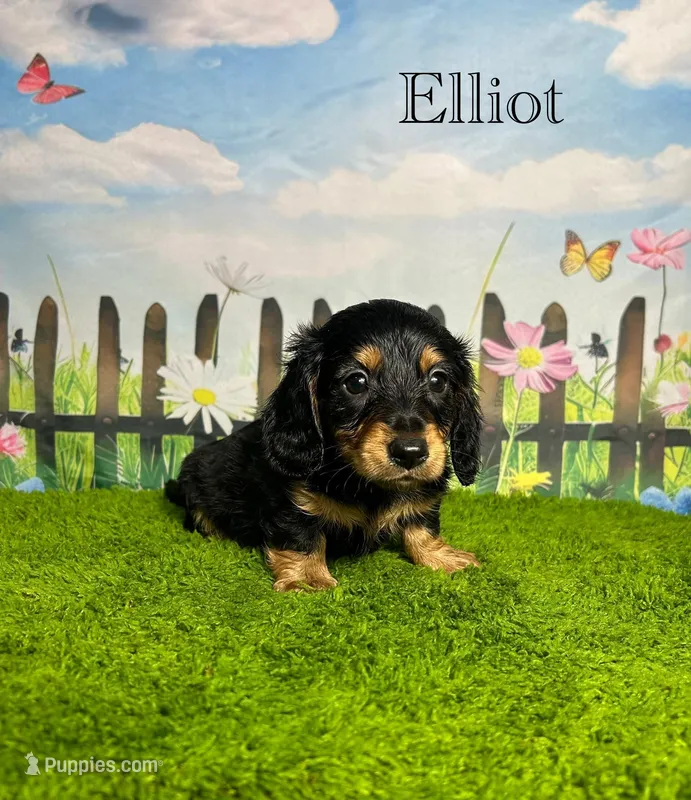 AKC Elliot  – Miniature Dachshund puppy for sale in Bonne Terre, MO