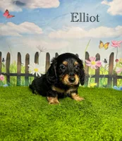 AKC Elliot , a male Miniature Dachshund for sale in Bonne Terre, MO – 1 of 10