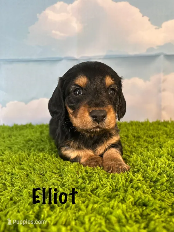 AKC Elliot  – Miniature Dachshund puppy for sale in Bonne Terre, MO