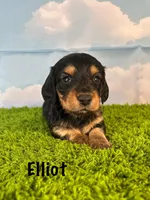 AKC Elliot , a male Miniature Dachshund for sale in Bonne Terre, MO – Photo 1 of 10