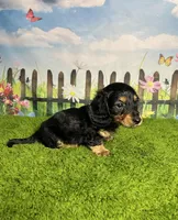 AKC Elliot , a male Miniature Dachshund for sale in Bonne Terre, MO – 2 of 10
