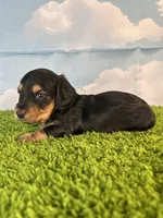 AKC Elliot , a male Miniature Dachshund for sale in Bonne Terre, MO – Photo 7 of 10