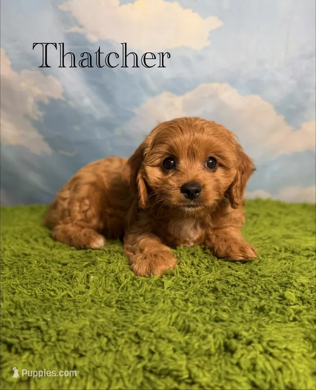 APRI Thatcher  – Cavapoo puppy for sale in Bonne Terre, MO