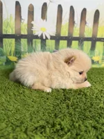 AKC Peanut, a male Pomeranian for sale in Bonne Terre, MO – 6 of 8