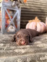 AKC Benny, a male Miniature Dachshund for sale in Bonne Terre, MO – 7 of 8