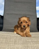APRI Thatcher , a male Cavapoo for sale in Bonne Terre, MO – 5 of 10