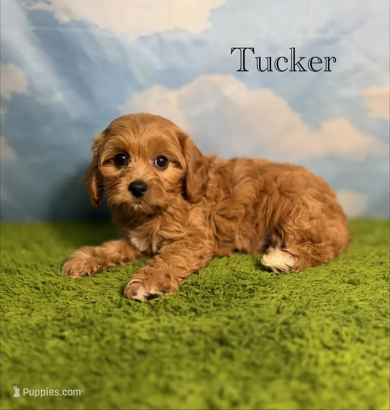APRI Tucker  – Cavapoo puppy for sale in Bonne Terre, MO
