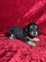 AKC Sutton , a male Miniature Dachshund for sale in Bonne Terre, MO – 6 of 7