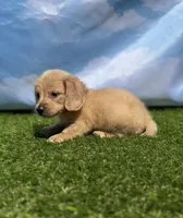 AKC Patton, a male Miniature Dachshund for sale in Bonne Terre, MO – 2 of 10