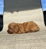 APRI Asher, a male Cavapoo for sale in Bonne Terre, MO – 3 of 6