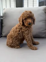 Holden , a male Poodle - Miniature  for sale in Bonne Terre, MO – 4 of 10