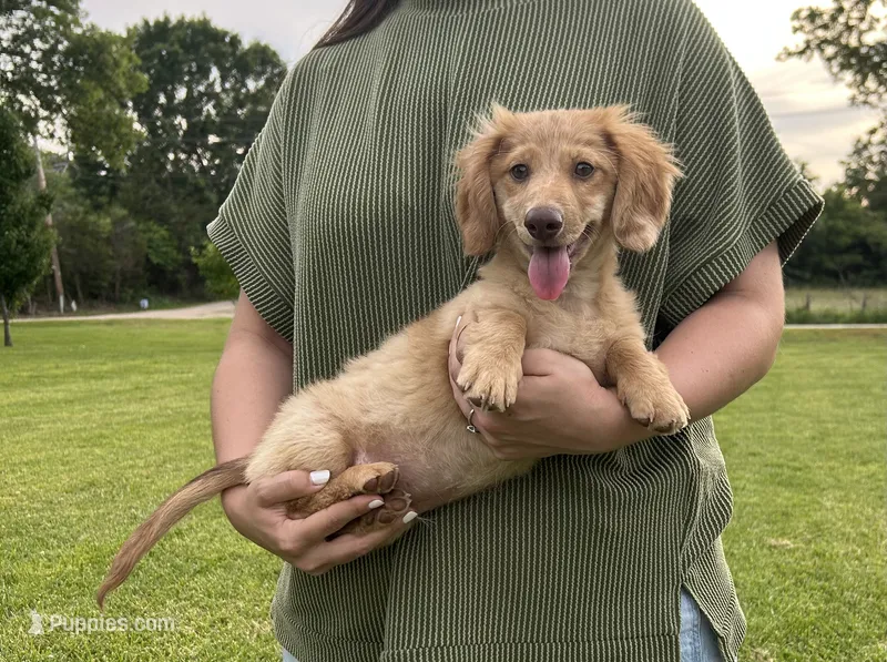 AKC Rowdy  – Miniature Dachshund puppy for sale in Bonne Terre, MO