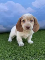 AKC Colter, a male Miniature Dachshund for sale in Bonne Terre, MO – 2 of 10