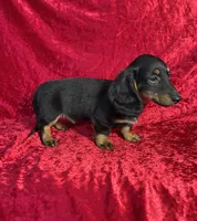 AKC Banks, a male Miniature Dachshund for sale in Bonne Terre, MO – 2 of 10