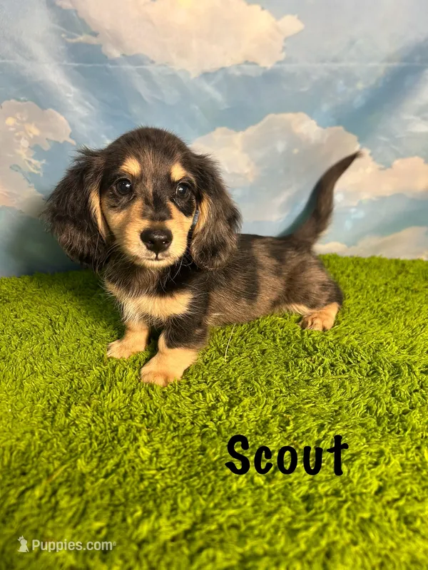 AKC Scout  – Miniature Dachshund puppy for sale in Bonne Terre, MO