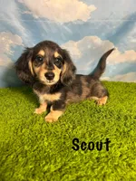 AKC Scout , a male Miniature Dachshund for sale in Bonne Terre, MO – 5 of 10