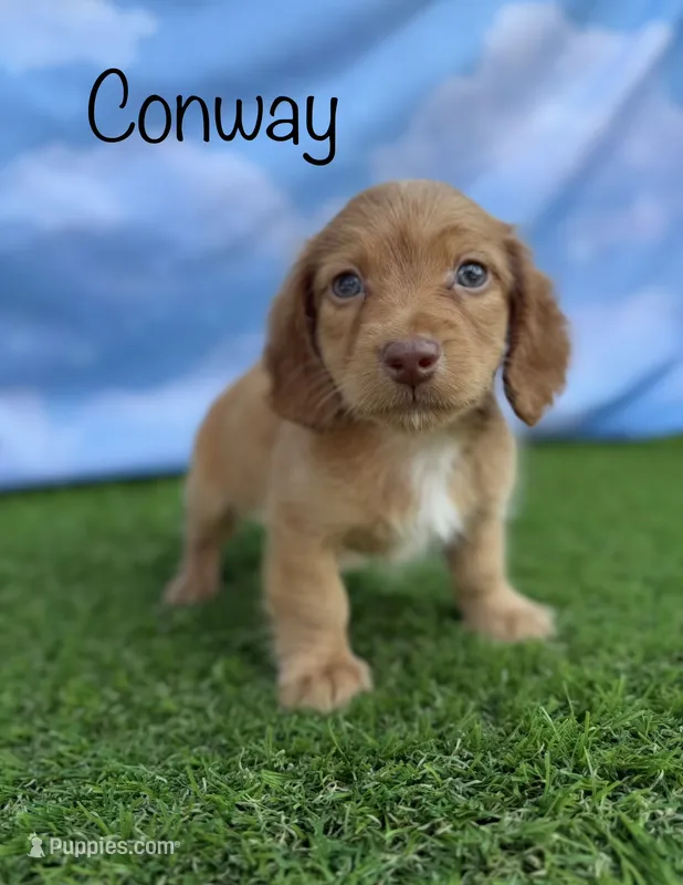 AKC Conway – Miniature Dachshund puppy for sale in Bonne Terre, MO