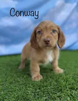 AKC Conway, a male Miniature Dachshund for sale in Bonne Terre, MO – 1 of 10