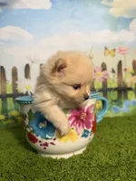 AKC Pebbles, a male Pomeranian for sale in Bonne Terre, MO – 3 of 8