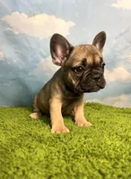 AKC Jagger, a male French Bulldog for sale in Bonne Terre, MO – 6 of 10