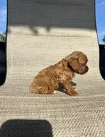 APRI Annie, a female Cavapoo for sale in Bonne Terre, MO – 4 of 7