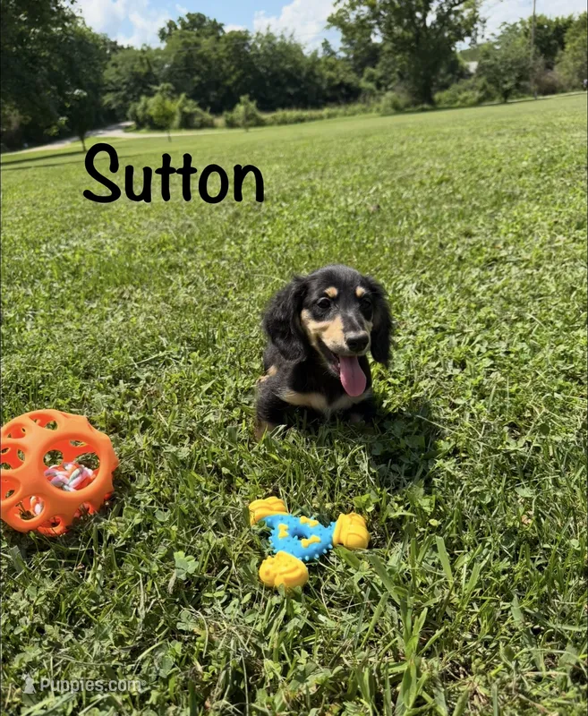 AKC Sutton  – Miniature Dachshund puppy for sale in Bonne Terre, MO